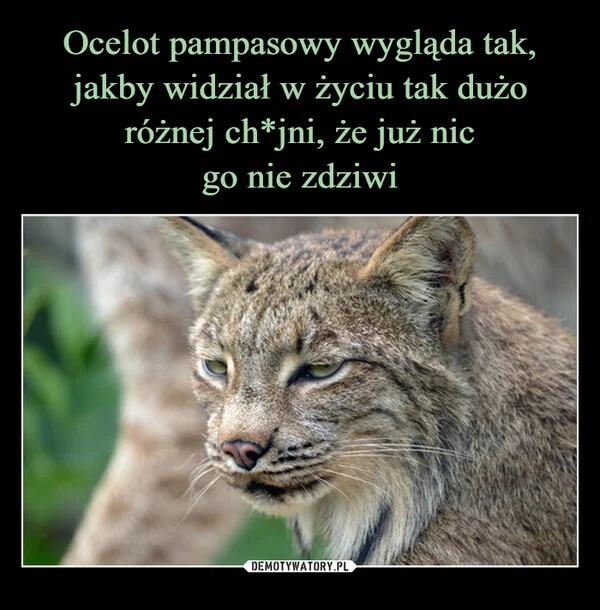 
    Ocelot pampasowy wygląda tak, jakby widział w życiu tak dużo różnej ch*jni, że już nic go nie zdziwi