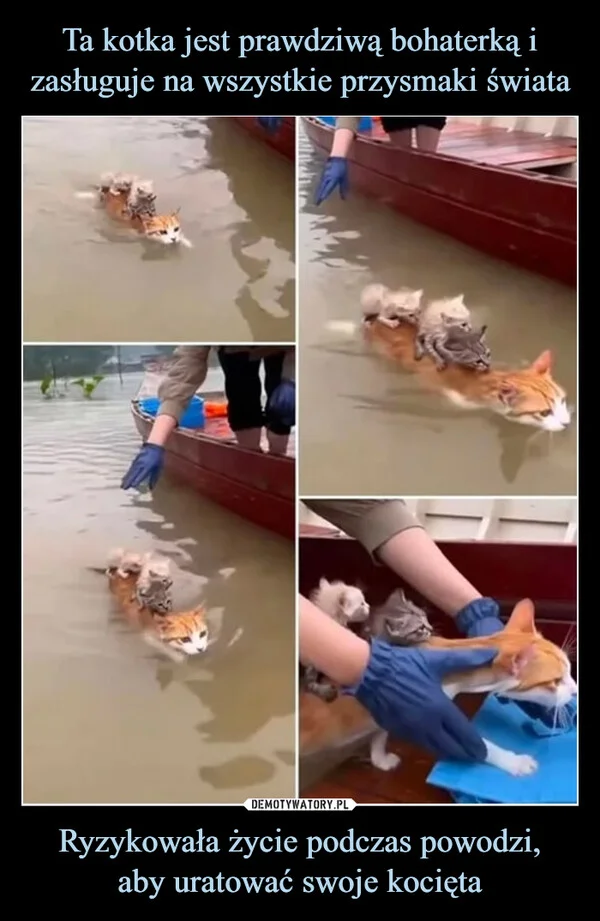 
    Ta kotka jest prawdziwą bohaterką i zasługuje na wszystkie przysmaki świata Ryzykowała życie podczas powodzi, aby uratować swoje kocięta