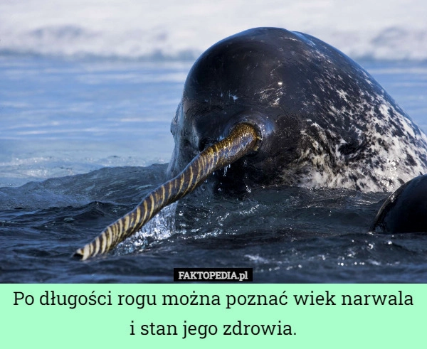 
    Po długości rogu można poznać wiek narwala i stan jego zdrowia.