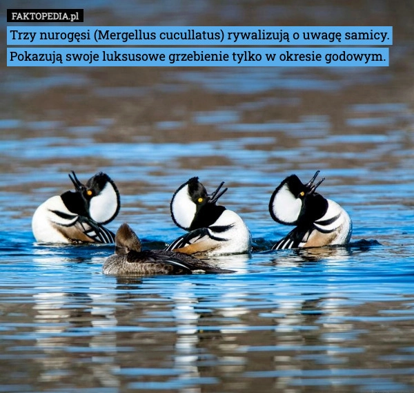 
    Trzy nurogęsi (Mergellus cucullatus) rywalizują o uwagę samicy. Pokazują