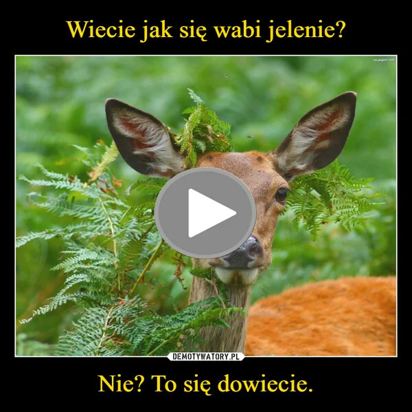 
    Wiecie jak się wabi jelenie? Nie? To się dowiecie.