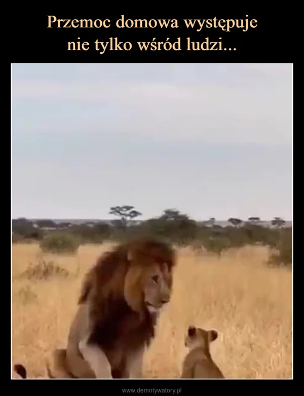 
    Przemoc domowa występuje nie tylko wśród ludzi...