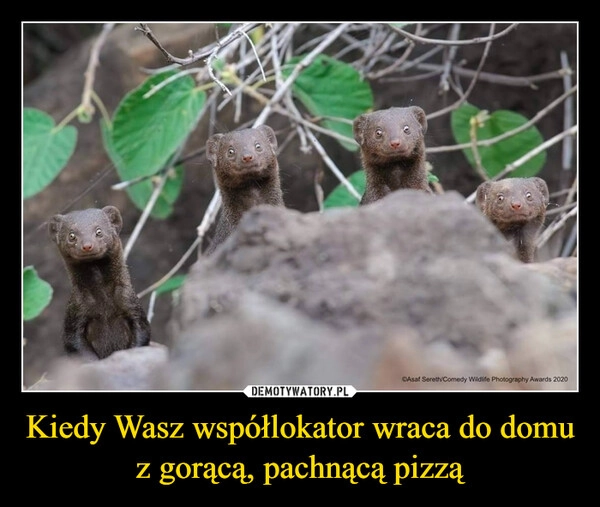 
    Kiedy Wasz współlokator wraca do domu z gorącą, pachnącą pizzą