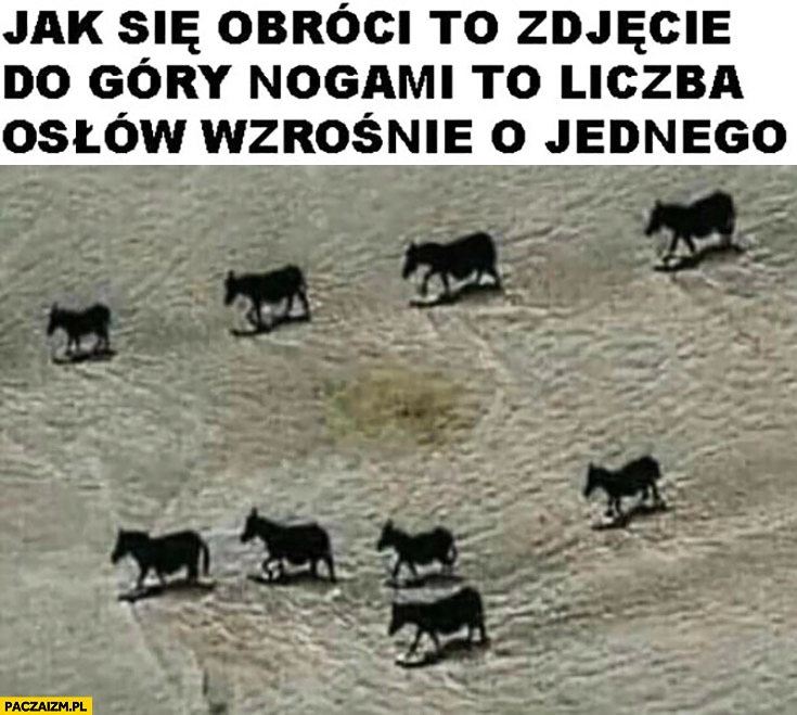 
    Jak się obróci to zdjęcie do góry nogami to liczba osłów wzrośnie o jednego