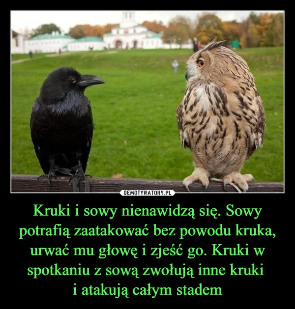 
    Kruki i sowy nienawidzą się. Sowy potrafią zaatakować bez powodu kruka, urwać mu głowę i zjeść go. Kruki w spotkaniu z sową zwołują inne kruki i atakują całym stadem