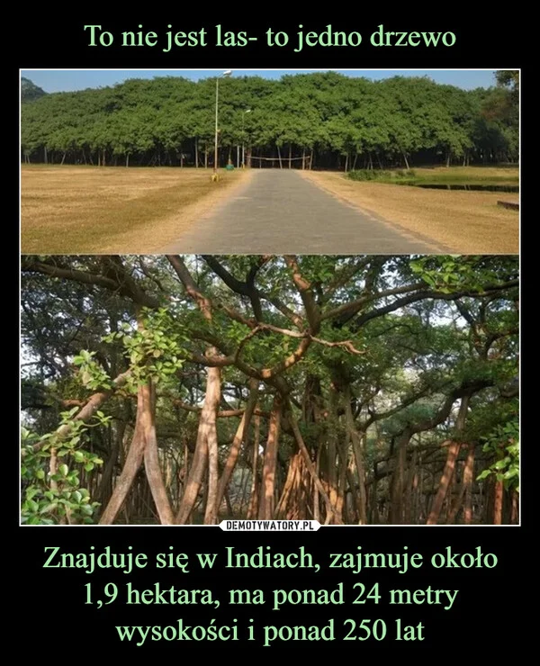
    To nie jest las- to jedno drzewo Znajduje się w Indiach, zajmuje około 1,9 hektara, ma ponad 24 metry wysokości i ponad 250 lat