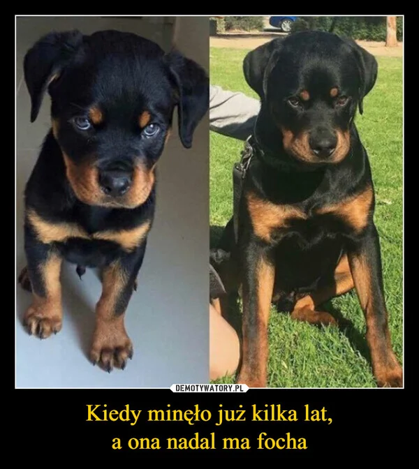 
    Kiedy minęło już kilka lat, a ona nadal ma focha
