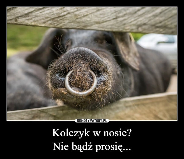 
    Kolczyk w nosie?
Nie bądź prosię...