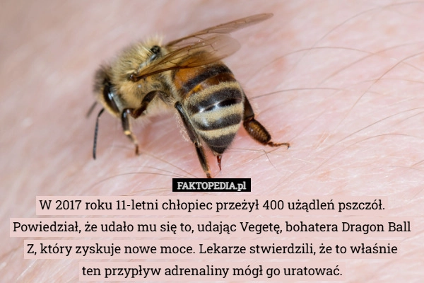 
    W 2017 roku 11-letni chłopiec przeżył 400 użądleń pszczół. Powiedział, że