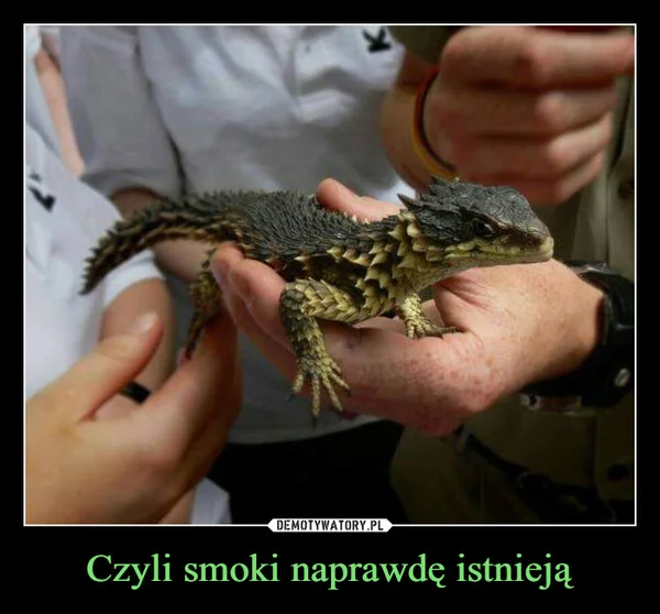 
    Czyli smoki naprawdę istnieją