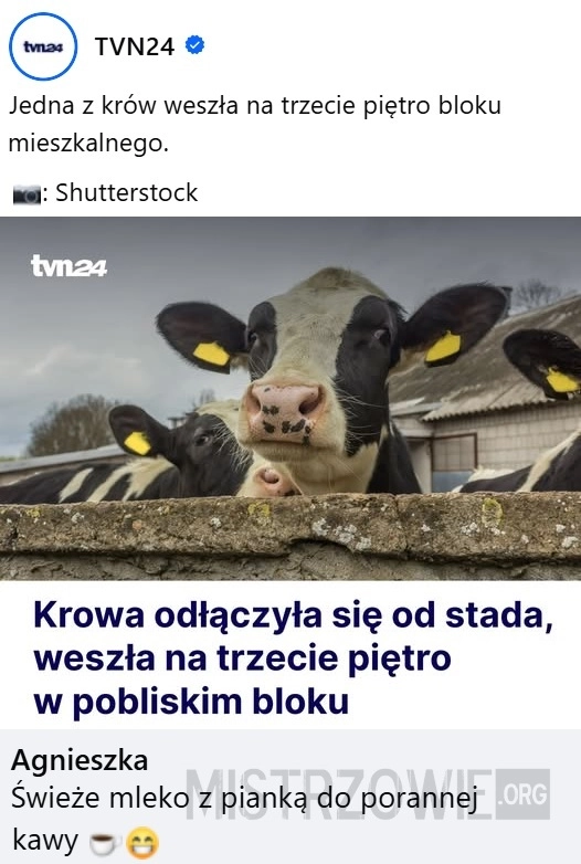 
    Krowa