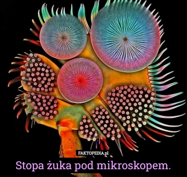 
    Stopa żuka pod mikroskopem.