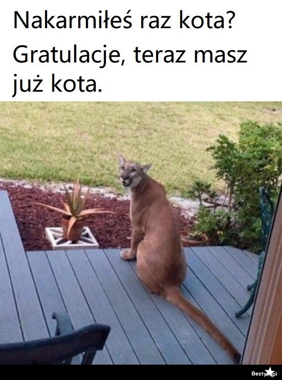 
    Kotek 