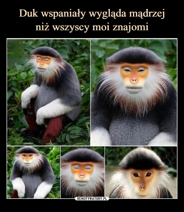 
    Duk wspaniały wygląda mądrzej
niż wszyscy moi znajomi