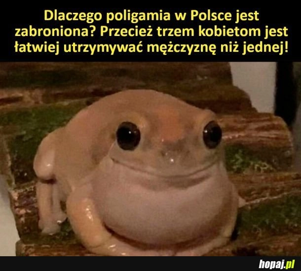 
    Poligamia