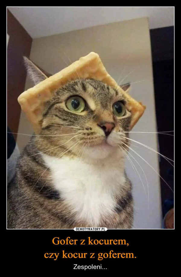 
    Gofer z kocurem, czy kocur z goferem.