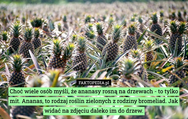 
    Choć wiele osób myśli, że ananasy rosną na drzewach - to tylko mit. Ananas,