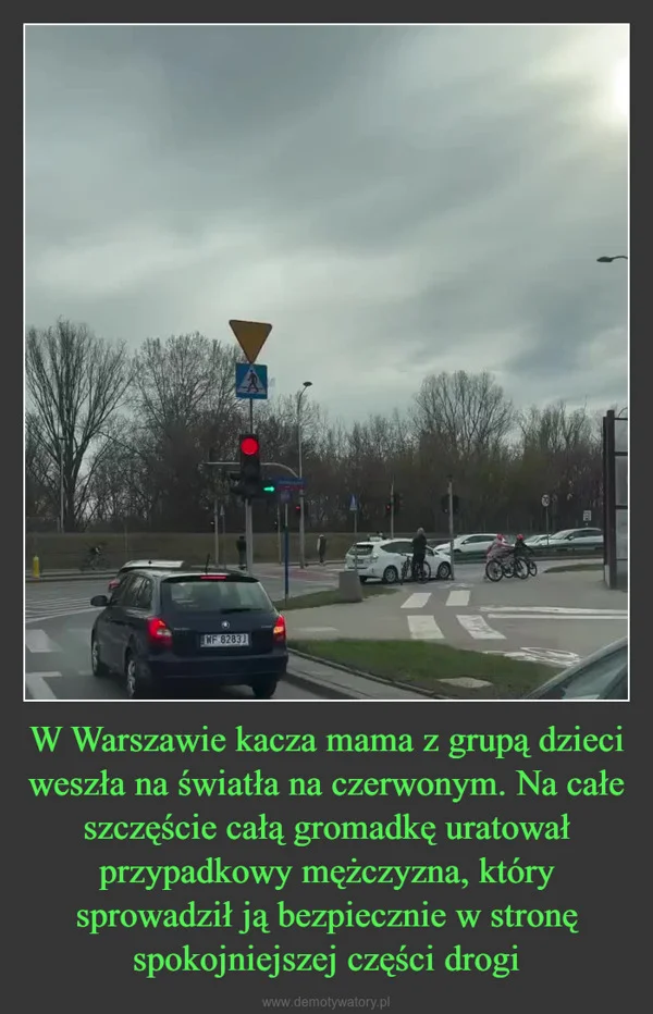
    W Warszawie kacza mama z grupą dzieci weszła na światła na czerwonym. Na całe szczęście całą gromadkę uratował przypadkowy mężczyzna, który sprowadził ją bezpiecznie w stronę spokojniejszej części drogi