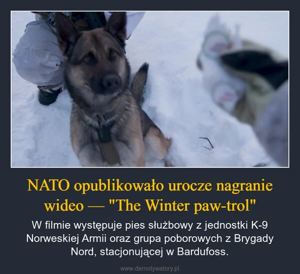 
    NATO opublikowało urocze nagranie wideo — 
