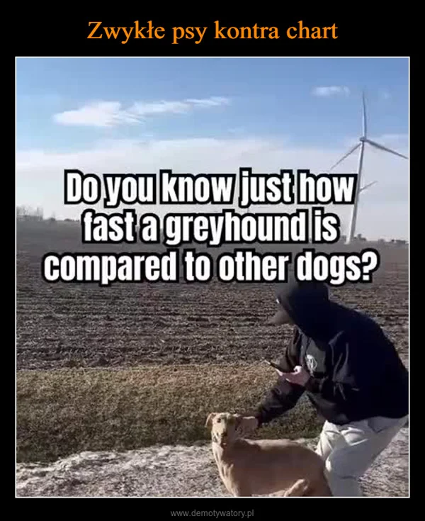 
    Zwykłe psy kontra chart