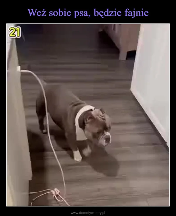 
    Weź sobie psa, będzie fajnie