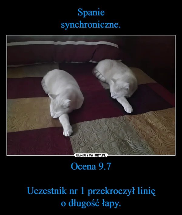 
    Spanie synchroniczne. Ocena 9.7 Uczestnik nr 1 przekroczył linię o długość łapy.