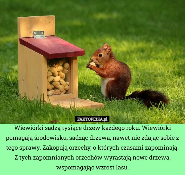 
    Wiewiórki sadzą tysiące drzew każdego roku. Wiewiórki pomagają środowisku,