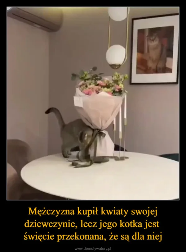 
    Mężczyzna kupił kwiaty swojej dziewczynie, lecz jego kotka jest święcie przekonana, że są dla niej