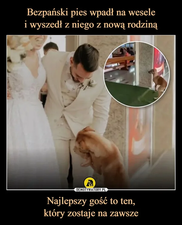 
    Bezpański pies wpadł na wesele i wyszedł z niego z nową rodziną Najlepszy gość to ten, który zostaje na zawsze