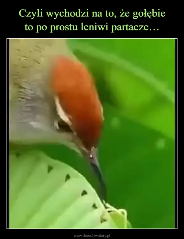 
    Czyli wychodzi na to, że gołębie to po prostu leniwi partacze…