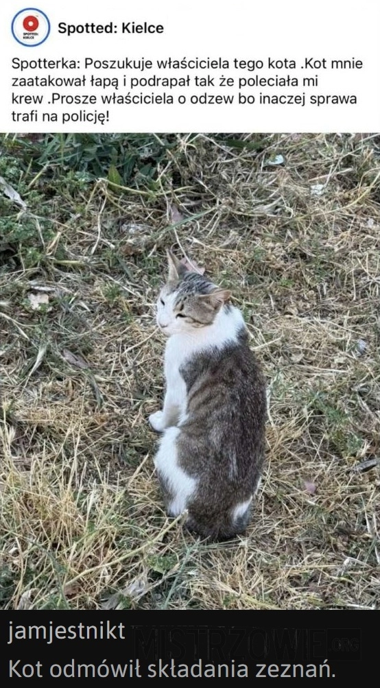 
    Kot