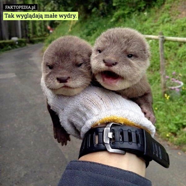 
    Tak wyglądają małe wydry.