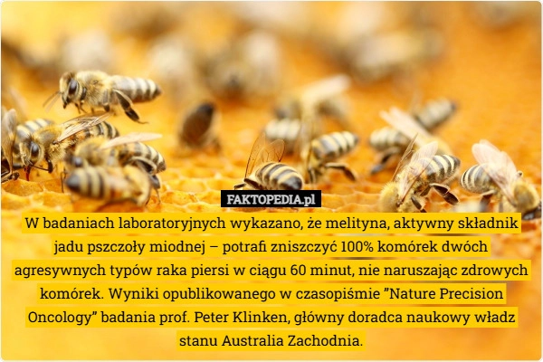 
    W badaniach laboratoryjnych wykazano, że melityna, aktywny składnik jadu
