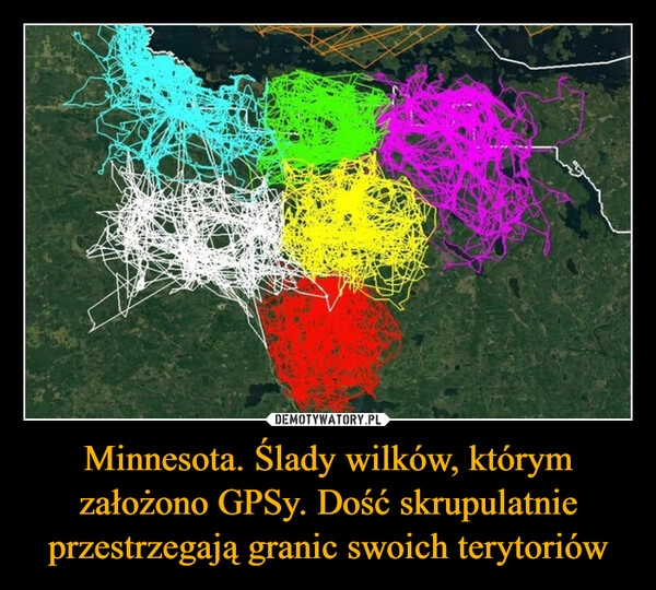 
    Minnesota. Ślady wilków, którym założono GPSy. Dość skrupulatnie przestrzegają granic swoich terytoriów