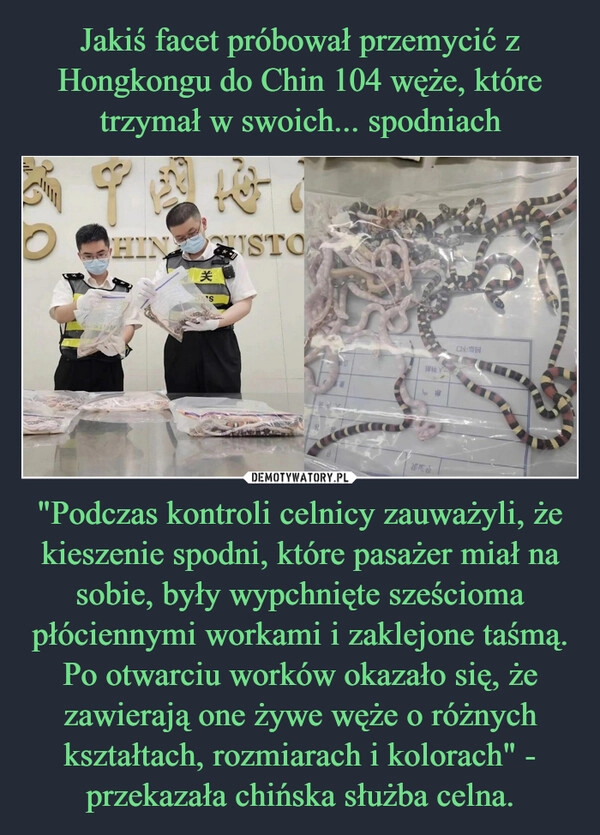 
    Jakiś facet próbował przemycić z Hongkongu do Chin 104 węże, które trzymał w swoich... spodniach "Podczas kontroli celnicy zauważyli, że kieszenie spodni, które pasażer miał na sobie, były wypchnięte sześcioma płóciennymi workami i zaklejone taśmą. Po otwarciu worków okazało się, że zawierają one żywe węże o różnych kształtach, rozmiarach i kolorach" - przekazała chińska służba celna.