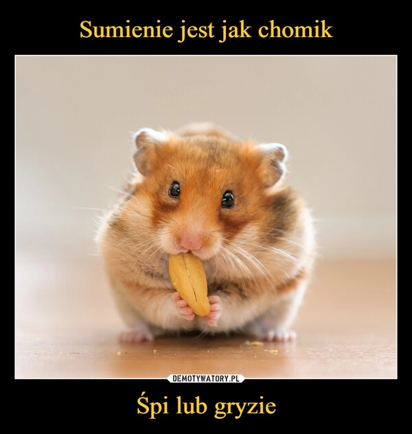 
    
Sumienie jest jak chomik Śpi lub gryzie 