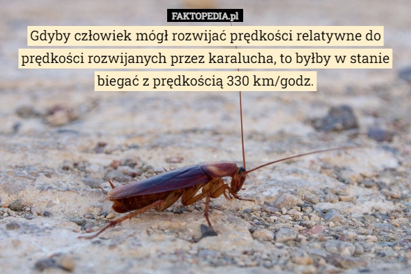 
    Gdyby człowiek mógł rozwijać prędkości relatywne do prędkości rozwijanych