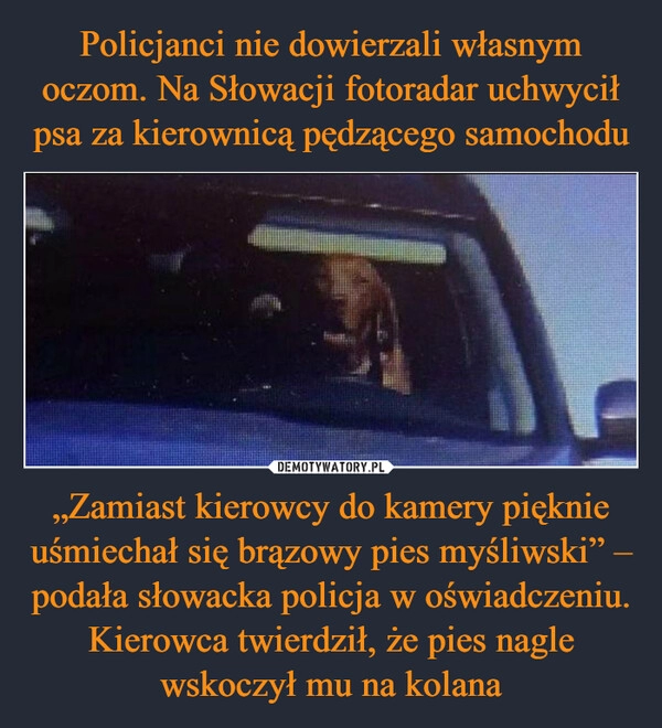 
    Policjanci nie dowierzali własnym oczom. Na Słowacji fotoradar uchwycił psa za kierownicą pędzącego samochodu „Zamiast kierowcy do kamery pięknie uśmiechał się brązowy pies myśliwski” – podała słowacka policja w oświadczeniu. Kierowca twierdził, że pies nagle wskoczył mu na kolana