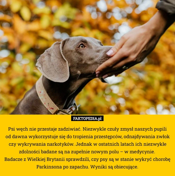 
    Psi węch nie przestaje zadziwiać. Niezwykle czuły zmysł naszych pupili