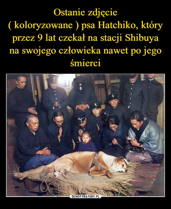 
    Ostanie zdjęcie
( koloryzowane ) psa Hatchiko, który przez 9 lat czekał na stacji Shibuya na swojego człowieka nawet po jego śmierci