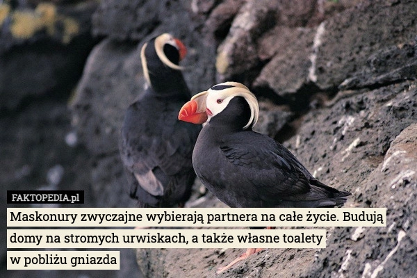 
    Maskonury zwyczajne wybierają partnera na całe życie. Budują domy na stromych