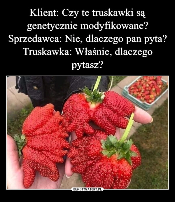 
    Klient: Czy te truskawki są genetycznie modyfikowane?
Sprzedawca: Nie, dlaczego pan pyta?
Truskawka: Właśnie, dlaczego pytasz?