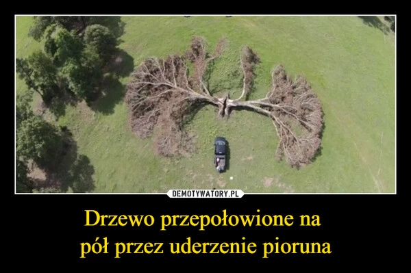 
    Drzewo przepołowione na 
pół przez uderzenie pioruna