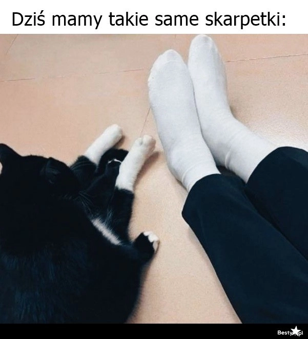 
    Skarpetki 