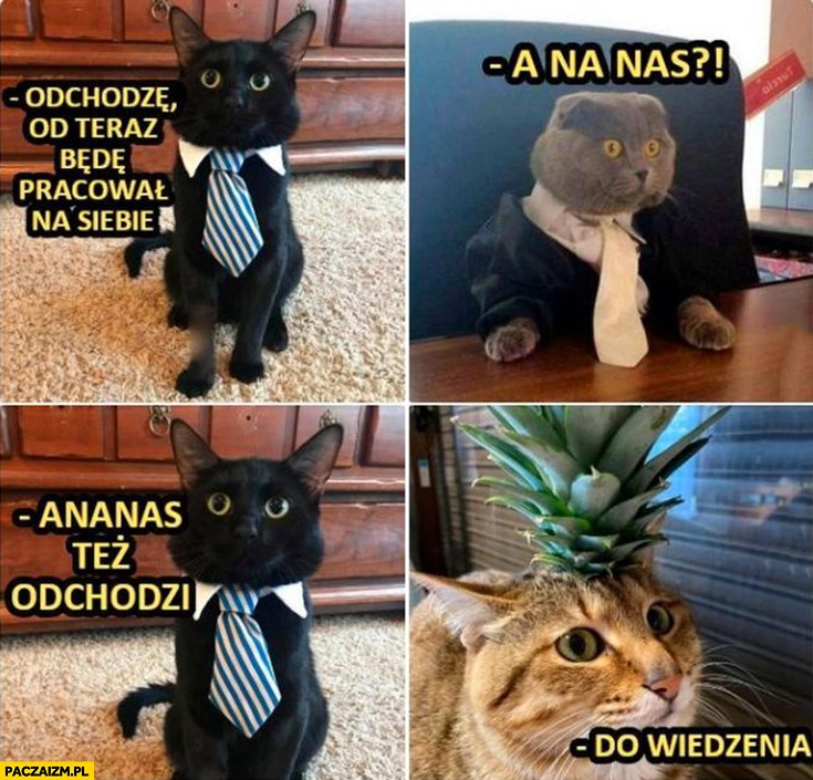 
    Kot odchodzę od teraz będę pracował na siebie, a na nas? Ananas też odchodzi, do widzenia