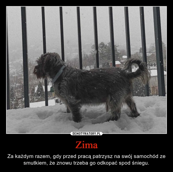 
    Zima