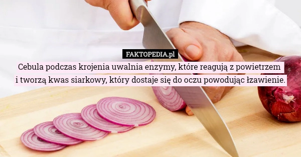 
    Cebula podczas krojenia uwalnia enzymy, które reagują z powietrzem i tworzą