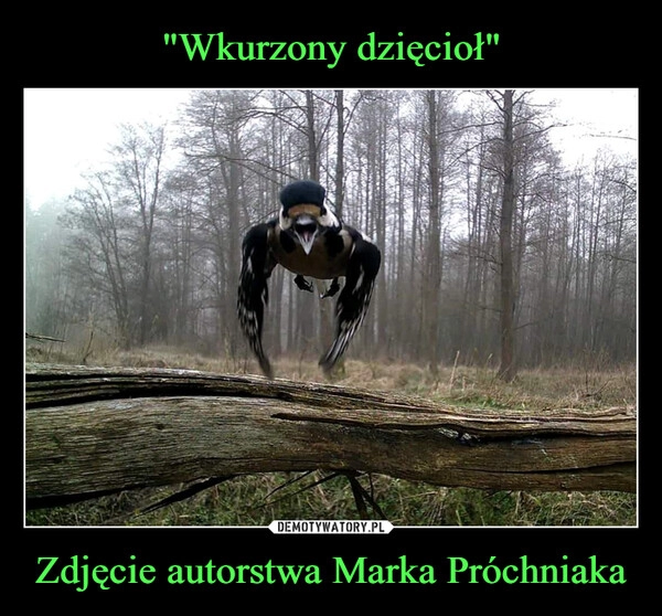 
    "Wkurzony dzięcioł" Zdjęcie autorstwa Marka Próchniaka