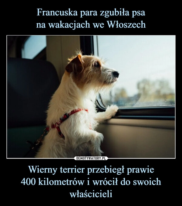 
    Francuska para zgubiła psa
na wakacjach we Włoszech Wierny terrier przebiegł prawie
400 kilometrów i wrócił do swoich właścicieli