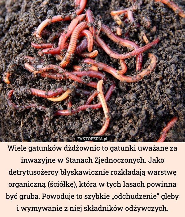 
    Wiele gatunków dżdżownic to gatunki uważane za inwazyjne w Stanach Zjednoczonych.